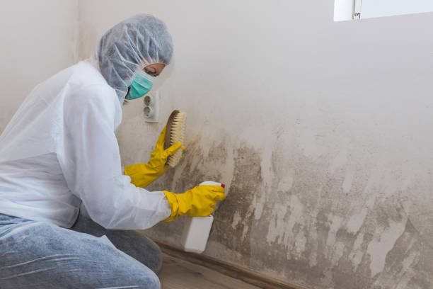 Best Industrial Mold Remediation in Lansing, IL